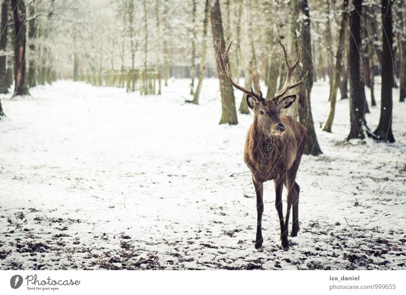 Komm näher Ferien & Urlaub & Reisen Ausflug Tier Winter Schönes Wetter Nebel Wald Wildtier 1 beobachten Jagd ästhetisch elegant braun gelb Glück Tierliebe