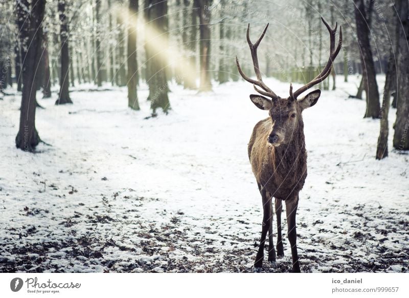 Im Blick Umwelt Natur Landschaft Pflanze Tier Eis Frost Schnee Schneefall Wald Wildtier Hirsche 1 entdecken Erholung Jagd Farbfoto Gedeckte Farben Außenaufnahme