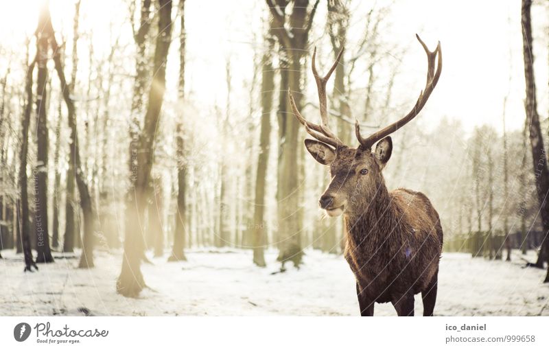 Winterromantik Umwelt Natur Landschaft Pflanze Tier Sonne Sonnenlicht Eis Frost Schnee Schneefall Wildtier Hirsche 1 Gefühle Glück Zufriedenheit Vertrauen Treue