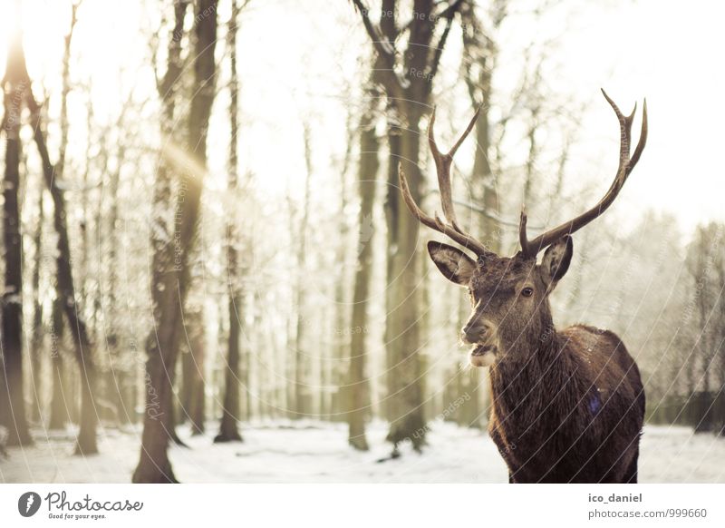 Hirsch I Natur Sonne Winter Klima Klimawandel Schnee Schneefall Wald Tier Wildtier Tiergesicht Fell Zoo 1 beobachten Bewegung füttern genießen Blick authentisch