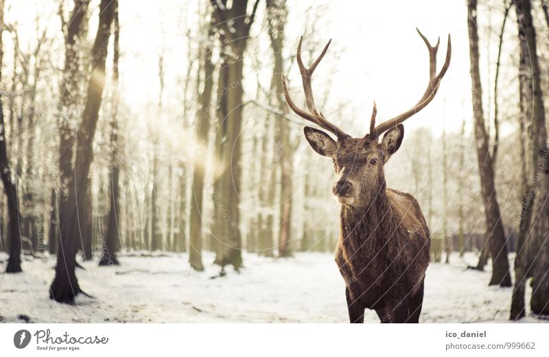 Waidmannsheil III Winter Schnee Winterurlaub Umwelt Natur Tier Schneefall Wildtier Zoo 1 ästhetisch Coolness elegant schön Kraft Willensstärke Hirsch Farbfoto