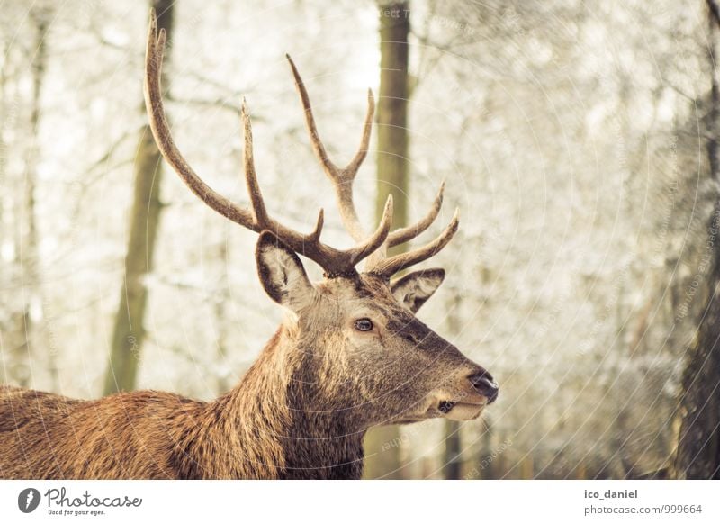 Hirsch II Umwelt Natur Winter Park Wald Tier Wildtier Tiergesicht Hirsche 1 fangen Jagd Neugier niedlich braun Zufriedenheit Lebensfreude Tierliebe Abenteuer