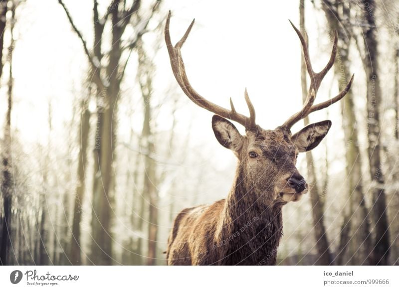 Waidmannsheil I Mittagessen Abendessen Jagd Ferien & Urlaub & Reisen Ausflug Abenteuer Winter Schnee Umwelt Natur Tier Sonnenlicht Schönes Wetter Schneefall