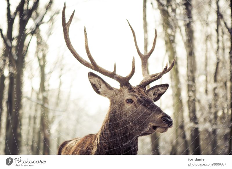 Waidmannsheil II Tier Wildtier Zoo 1 beobachten Jagd ästhetisch elegant nah Hirsche Farbfoto mehrfarbig Außenaufnahme Nahaufnahme Menschenleer Dämmerung Licht