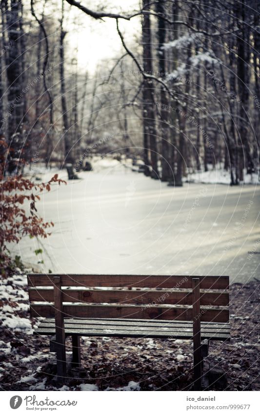 winterliche Ruhe Glück harmonisch Erholung ruhig Freizeit & Hobby Ferien & Urlaub & Reisen Freiheit Trauerfeier Beerdigung Natur Landschaft Winter Park Wald