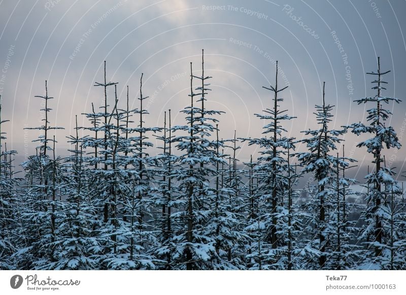 Winter firs 1 Vacation & Travel Environment Nature Ice Frost Snow Snowfall Forest Esthetic Bald branches Colour photo Subdued colour Exterior shot Deserted