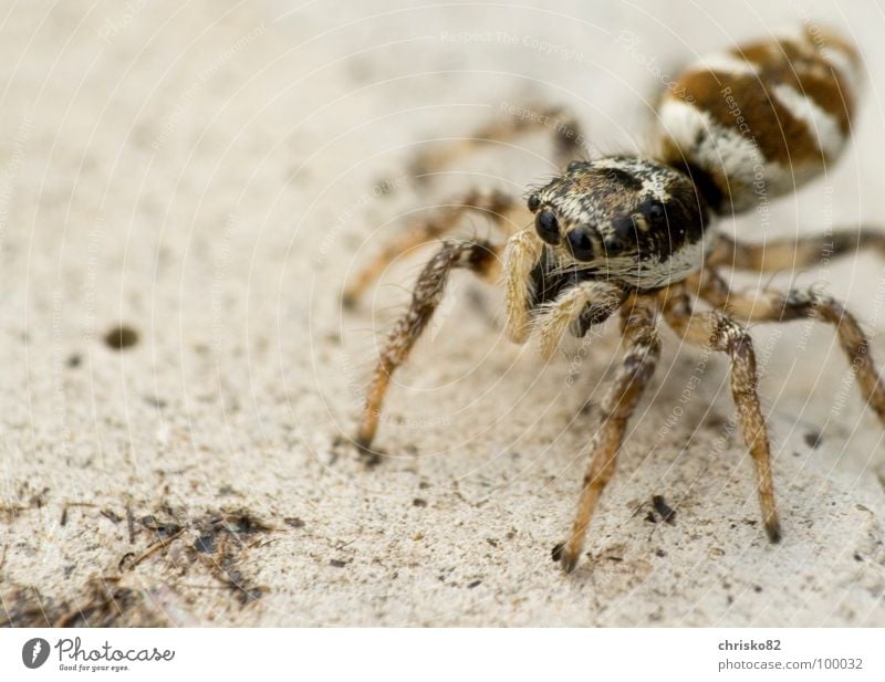 hairy hops Spider Stripe Jump Hop Small Speed Curiosity Zebra Crawl Playing Concrete Diminutive Sweet Pelt Looking Attack Defensive Calm Wait Frightening Scare