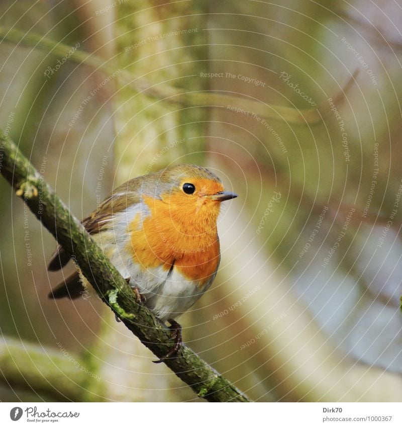 Arm yourself against the cold. Animal Winter Tree Twig Branch Forest Wild animal Bird Robin redbreast Songbirds 1 Observe Freeze Crouch Sit Cold Small Curiosity