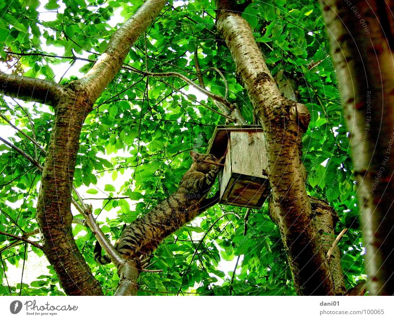 Visiting a neighbour ... Cat Bird Birdhouse Tree Curiosity Acrobatic Mammal Climbing