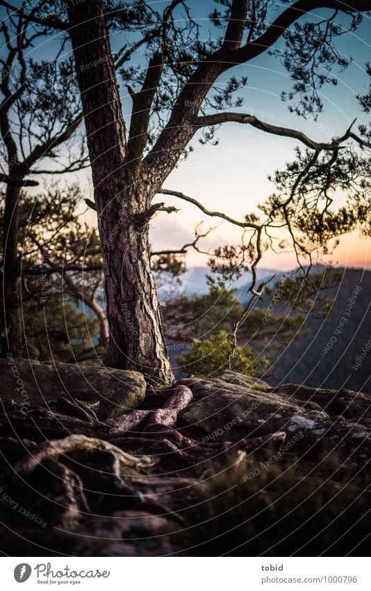 entrenched Nature Landscape Plant Sky Cloudless sky Horizon Beautiful weather Tree Grass Bushes Moss Root Root formation Tree bark Forest Hill Rock Mountain