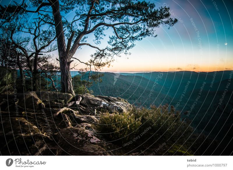 Beautiful Northern Vosges Nature Landscape Plant Sky Cloudless sky Beautiful weather Tree Grass Bushes Moss Root root network Hill Rock Mountain Peak