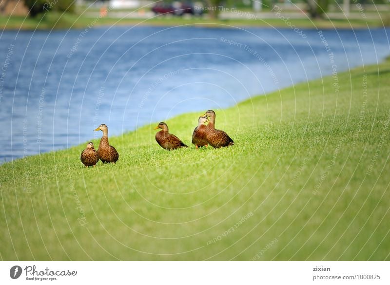 mottled ducks Animal Wild animal Bird 4 Group of animals Flock Baby animal Animal family Water Happy Colour photo Morning Bird's-eye view Long shot