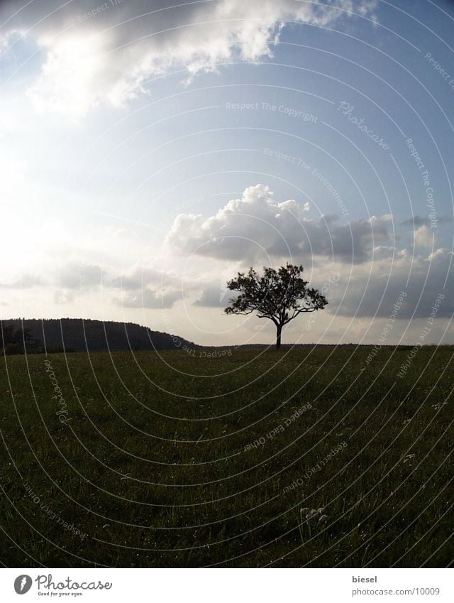 Tree on the mountain top single tree Mountain Landscape