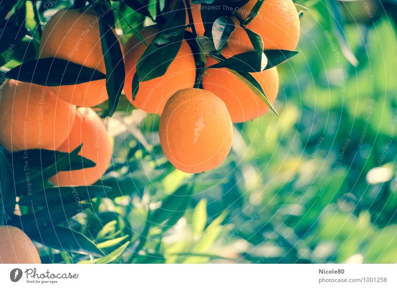 Orange tree Plant Tree Green Citrus fruits Vitamin C Mediterranean Majorca Fruit Fresh Healthy Nutrition Summer Warmth Growth Colour photo Exterior shot