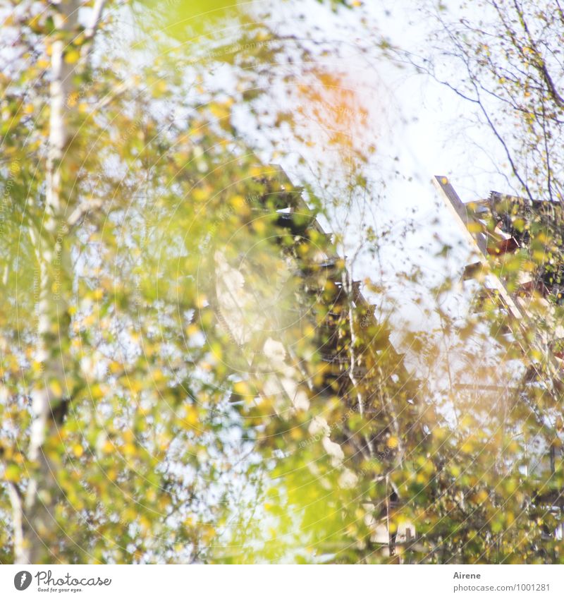 AST7 Pott | Autumn Flicker Mining Mine Nature Plant Beautiful weather Tree Birch tree Tourist Attraction 'Zollverein' mine Happiness Fresh Yellow Gold Green