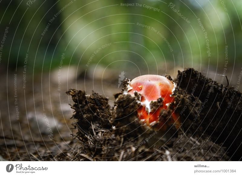 small red mushroom fights its way through the soft forest floor Nature Autumn Amanita mushroom Mushroom Growth Red Beginning Breach Woodground Force Occur