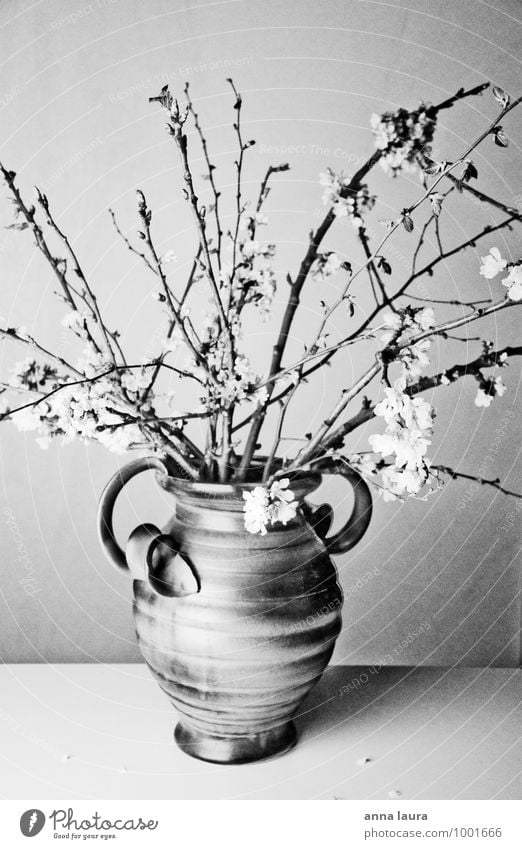 flower vase Nature Plant Spring Tree Flower Blossom Foliage plant Blossoming Fragrance Faded Growth Esthetic Fresh Natural Beautiful Feminine Black White Moody