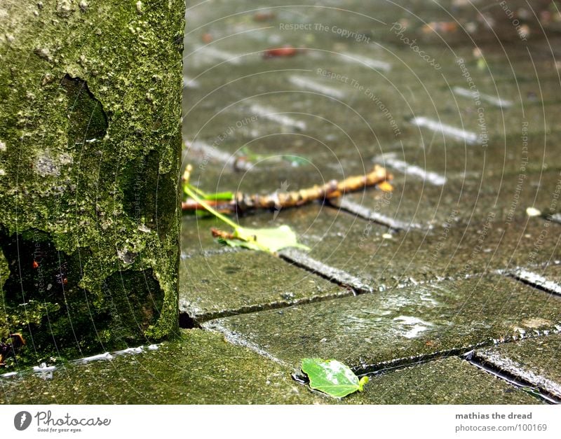 rainy weather Wet Damp Rain Storm Cold Unfriendly Wall (building) Hard Green Plaster Stick Water Thunder and lightning Drops of water purifying Detail