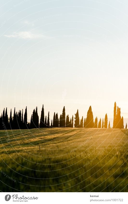 cypresses Vacation & Travel Tourism Trip Summer vacation Italy Chianti Tuscany Environment Nature Landscape Plant Sky Sun Sunrise Sunset Sunlight