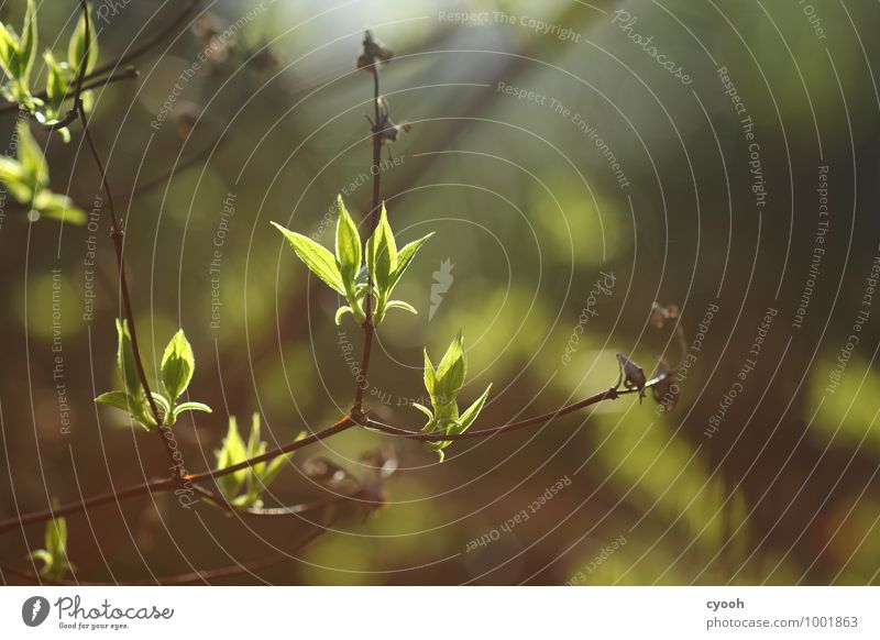 warm spring green Nature Spring Summer Plant Tree Leaf Foliage plant Illuminate Growth Friendliness Bright Warmth Soft Green Joy Happy Happiness