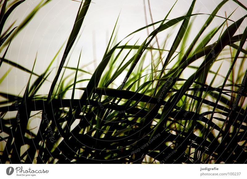 grass Grass Beach Back-light Lake Ocean Evening sun Light Green Stalk Blade of grass Wilderness Environment Plant Colour Coast Sand Wind Nature Line