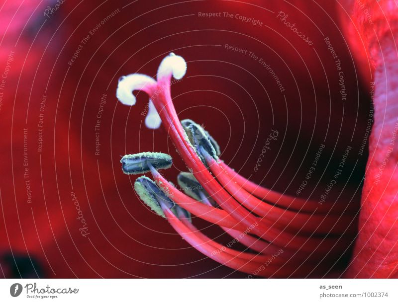 Red Passion Exotic Beautiful Wellness Fragrance Nature Plant Flower Blossom Amaryllis Bud Pistil Pollen Blossoming Growth Esthetic Elegant Eroticism Violet Love