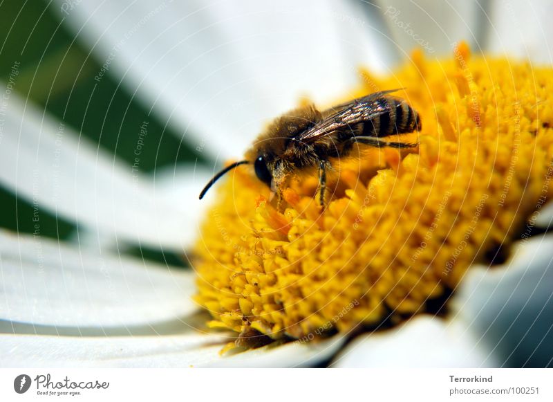 Honing. Flower Bee Stamen Yellow White Multicoloured Feeler Legs Nectar Eyes Wing Accumulate 1 Honey bee Pollen Pistil Deserted Diligent Full-length Close-up