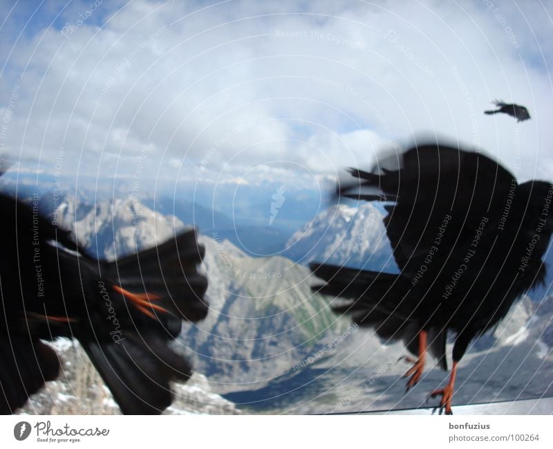 simultaneous escape Winter July Zugspitze Bavaria Bird Black White Clouds Air Roof Panic Snapshot Cold MAKS Peak Animal Green Gravity Physics Simultaneous