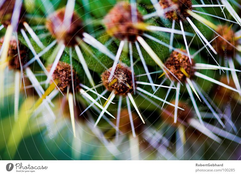 Cactus 1 Plant Green Blur Pierce Botany Macro (Extreme close-up) Thorn Thorny Pain Park Depth of field Close-up Desert Dangerous robert gebhard focus cactaceae