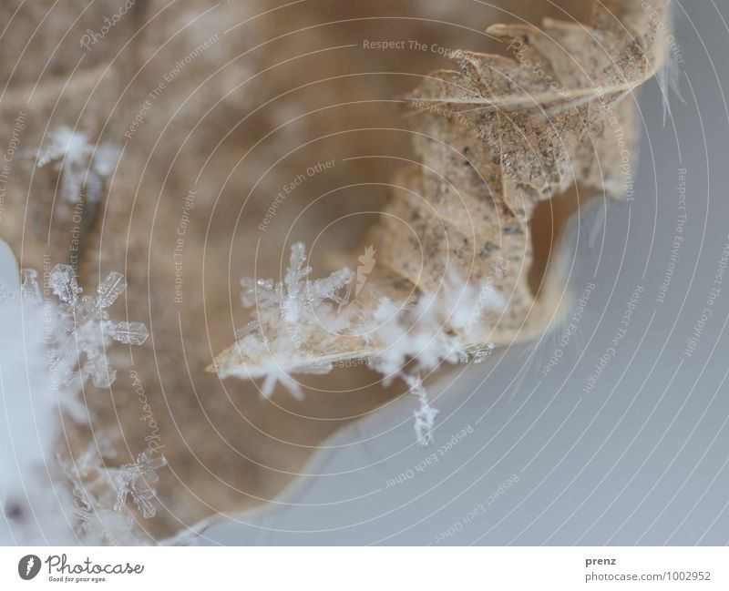 Snow on foliage Environment Nature Autumn Winter Snowfall Gray White Snowflake Snow crystal Leaf Colour photo Exterior shot Close-up Macro (Extreme close-up)