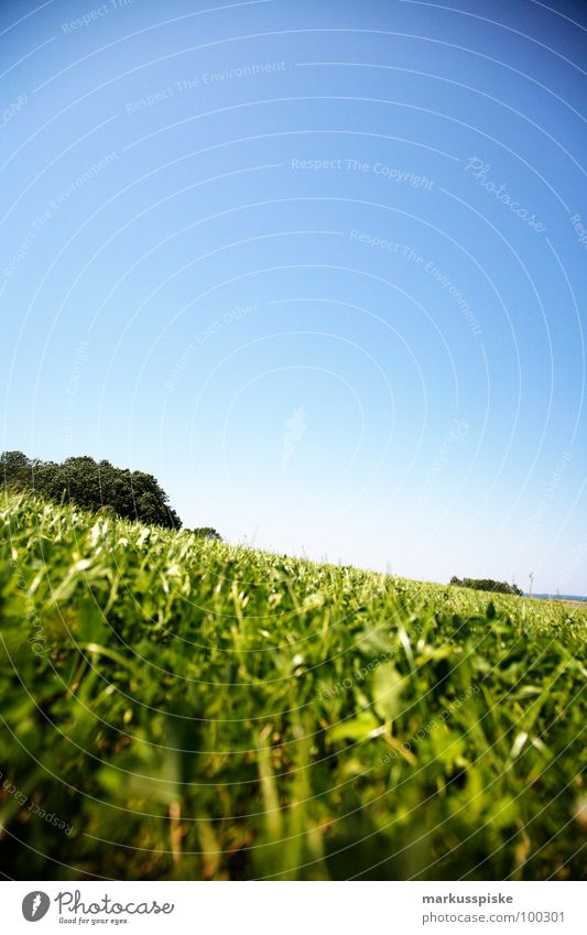 summer meadow Meadow Grass Green Juicy Blade of grass Summer Sky Beautiful weather Sun Far-off places Landscape Idyll