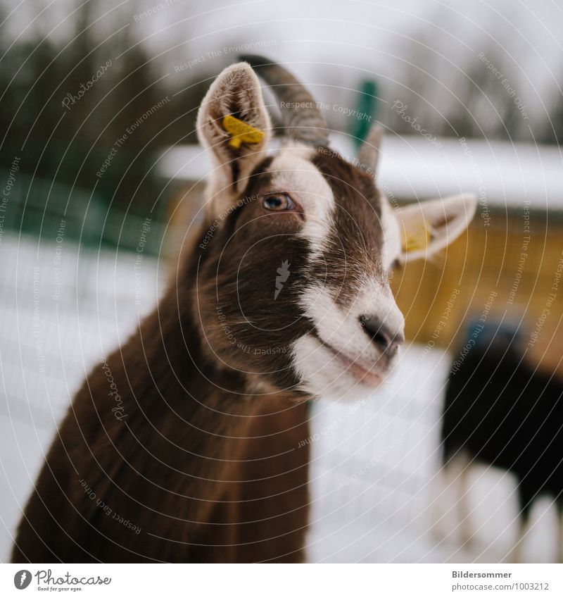 not bitchy at all Winter Snow Animal Farm animal Animal face Zoo Petting zoo Goats 1 Observe Feeding Looking Curiosity Brown White Happiness Contentment