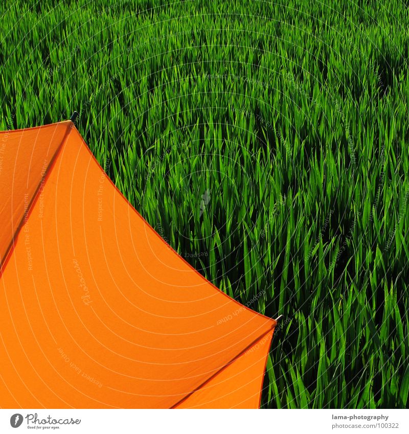 Cut Cloppenburg Umbrella Sunshade Storm Clouds Grass Blade of grass Meadow Field Green Spring Summer Relaxation Sunbathing Flower meadow Environment Summery