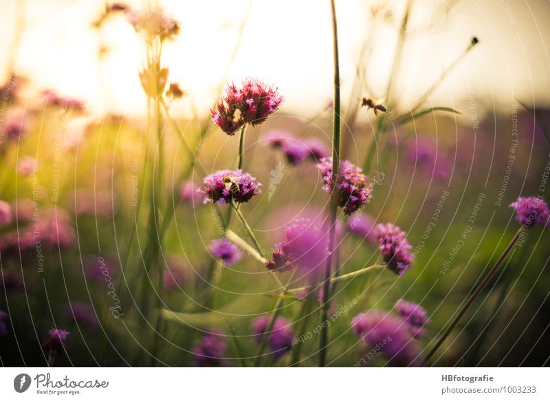 Patagonian verbena Environment Nature Plant Bushes Blossom Wild plant Green Violet Pink Belief Humble Fragrance Summer Summer vacation Summery Argentine verbena