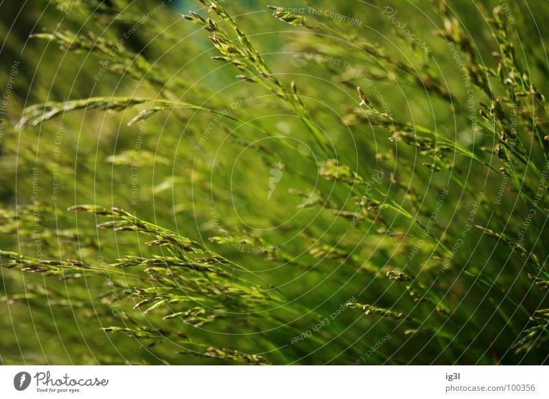 how green? Grass Green Meadow Summer Spring Jump Fresh Macro (Extreme close-up) Progress Dark Blade of grass Dry Straw Ear of corn Stalk Sunlight Maturing time