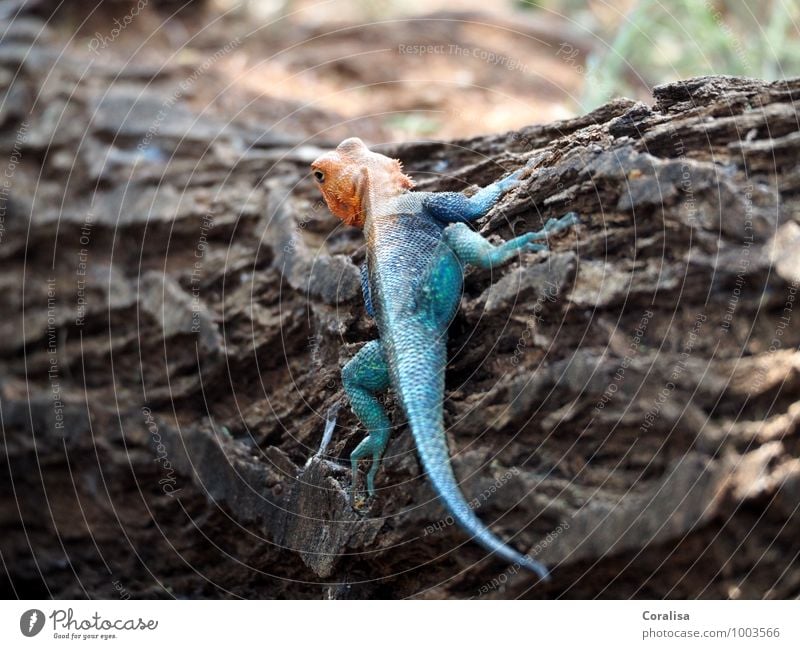 redhead lizard Nature Animal Tree Tree bark Wild animal Lizards 1 Observe Crawl Exceptional Exotic Blue Red Curiosity adventurous joy of discovery Stop short