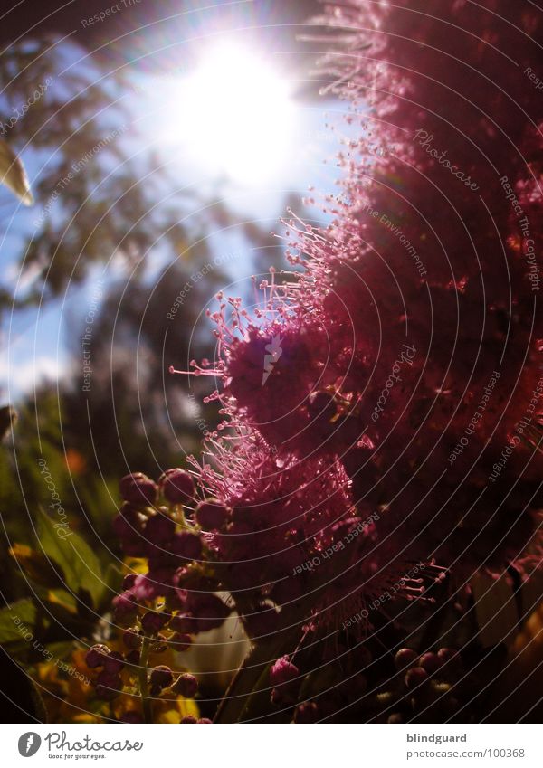 Light In The Garden Delicate Fragile Multicoloured Sensitive Beautiful Blossom Summer Plant Poetic Mysterious Strange Fairy tale Pink Magenta Blossom leave