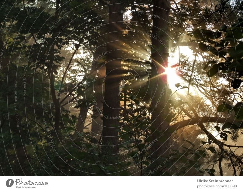 Morning sun shines through the trees Colour photo Exterior shot Deserted Dawn Light Shadow Silhouette Sunbeam Sunrise Sunset Summer Nature Plant Sunlight Fog