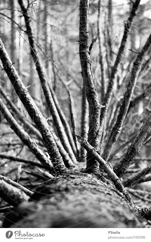 Deadwood Forest Tree Wood Grief Exterior shot Distress Black & white photo Tree trunk Death fallen curt Empty Old