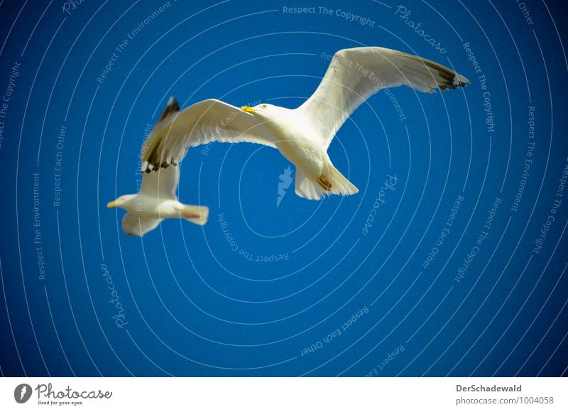 seagull flight Animal Wild animal Bird Wing 2 Pair of animals Movement Flying Hunting Esthetic Infinity Blue Black White Elegant Power Colour photo