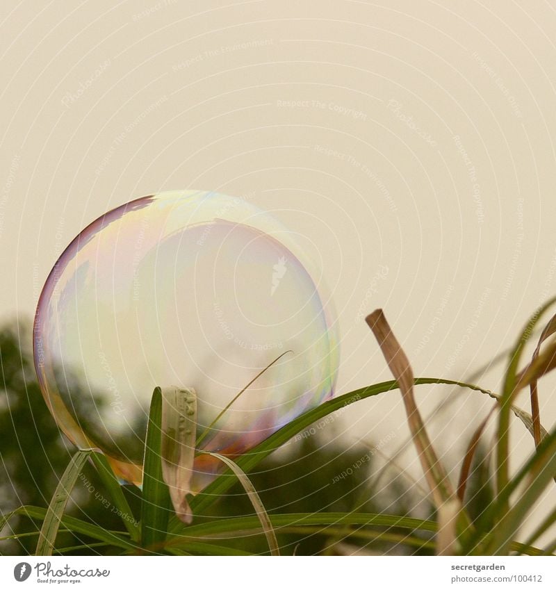 soap bubble Soap bubble Bushes Green Grass Dark Transparent Reflection Playful Romance Nature Meadow Balcony Dazzling Playing milky Sky regenerative Detail