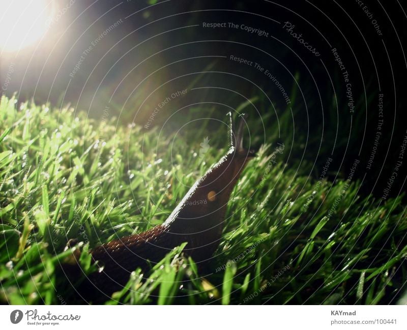 giraffe or snail? Night Back-light Meadow Grass Wet Curiosity Calm Serene Timeless Macro (Extreme close-up) Close-up Snail Garden Interest Freedom Exterior shot