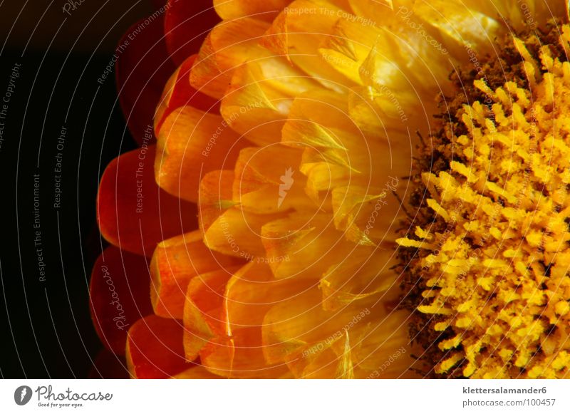 strawflower Flower Paper Daisy Blossom Blossom leave Yellow Macro (Extreme close-up) Close-up Stamen Orange