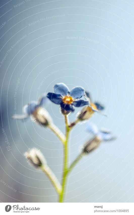 Don't forget. Nature Plant Spring Flower Blossom Wild plant Forget-me-not forget-me-not flower Blossoming Illuminate Dream Sadness Dark Thin Authentic Simple