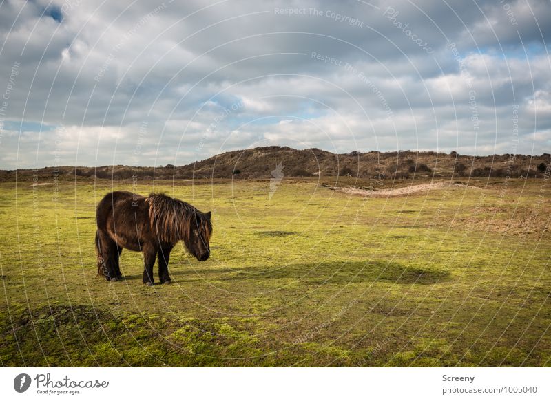 Shetland Pony #2 Nature Landscape Plant Animal Sky Clouds Sun Beautiful weather Grass Meadow Dune Marram grass Horse Bangs 1 Stand Small Brown Green Serene