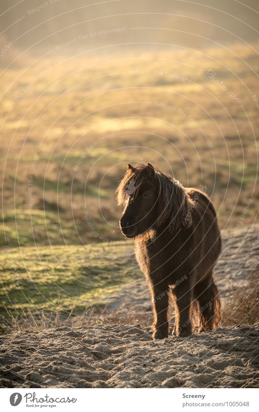 Shetland Pony #3 Nature Landscape Plant Animal Sand Sun Sunrise Sunset Beautiful weather Grass Meadow Marram grass Beach dune Horse Bangs 1 Stand Small Brown