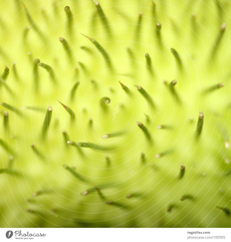 Life in the green mist Green Bright green Pumpkin Sheath Nature Natural Light green Background picture Macro (Extreme close-up) Section of image