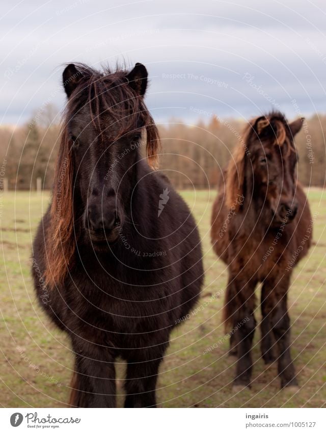 Icelandic horses Landscape Sky Autumn Winter Forest Pasture Animal Farm animal Horse Animal face Iceland Pony 2 Observe To enjoy Looking Stand Friendliness