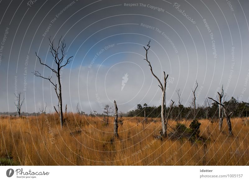 burned trees Nature Landscape Plant Elements Fire Sky Summer Drought Tree Volcano Steppe Deserted Death Longing Hope Horizon Colour photo Exterior shot