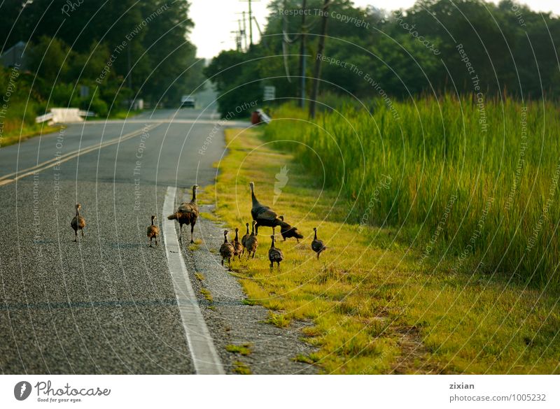 Wild turkey family Animal Wild animal Bird 4 Group of animals Herd Flock Glass Love Running Happy Green Warm-heartedness Sympathy Friendship Colour photo